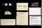 Foto (Objekt + Etikett) von Paragalathea verrucosa (Moericke, 1889)  (NHMW-GEO-2014-0194-0206)